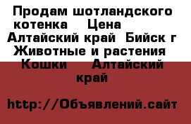 Продам шотландского котенка. › Цена ­ 1 000 - Алтайский край, Бийск г. Животные и растения » Кошки   . Алтайский край